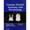 Concise Dental Anatomy and Morphology by Fuller
